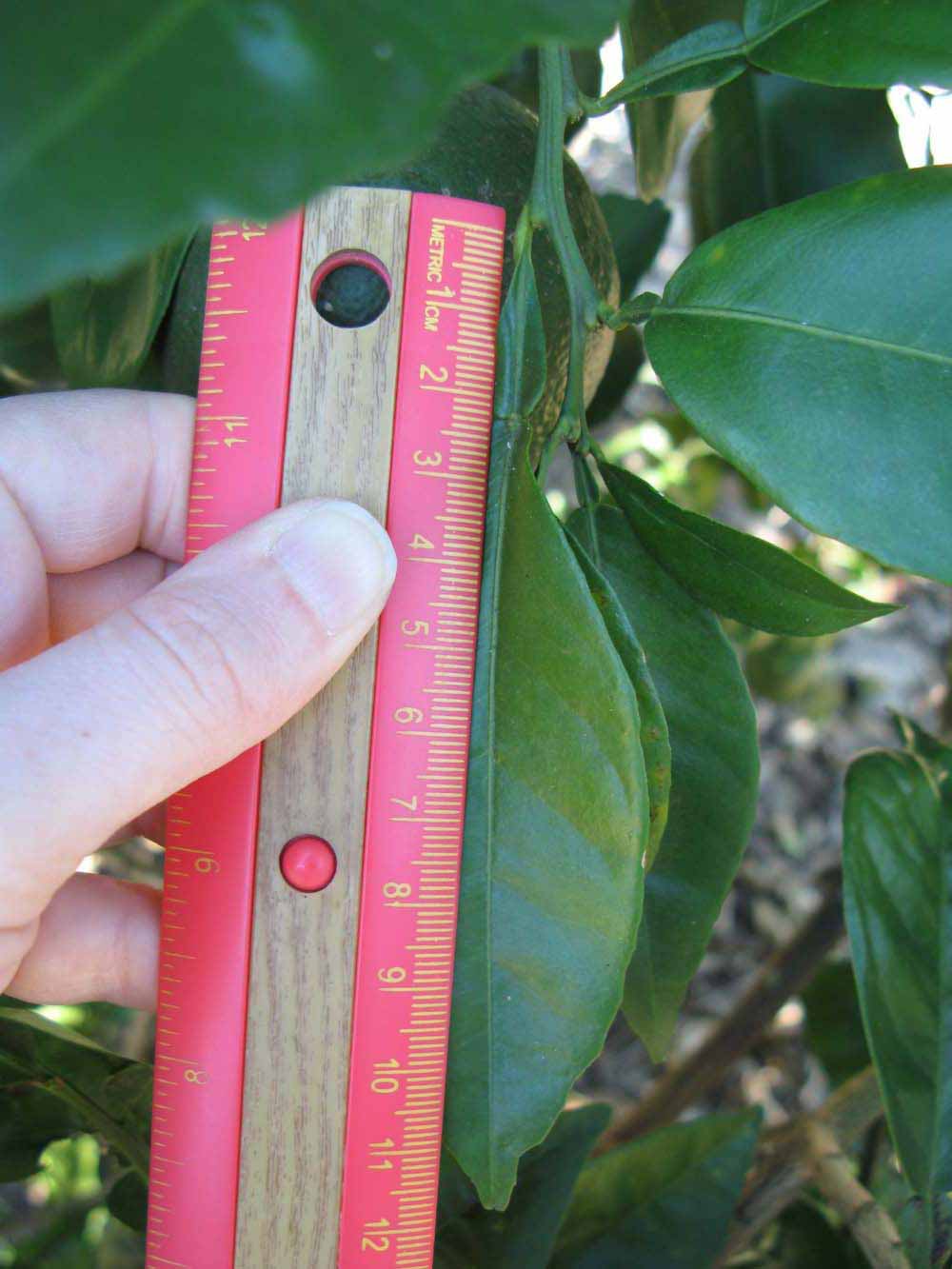            Unifoliolate leaf (Winter Haven, FL)   